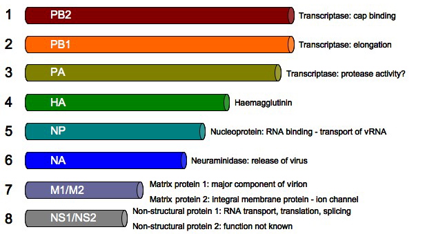 influenza genome