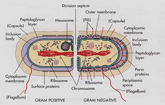 gram staining